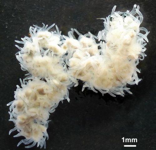 astronomy-to-zoology:  Polypodium hydriforme …is a species of parasitic cnidarian that attacks the eggs of sturgeon and paddlefish. P.hydriforme is a intracellular parasite and spends most of its life inside the oocytes of fish in this time it will