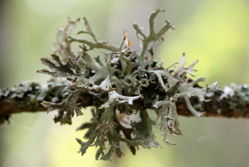 Lichens on a branch.