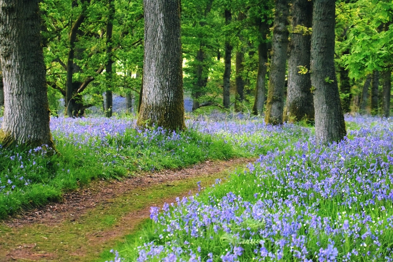 archae-heart:  bluebell forests  