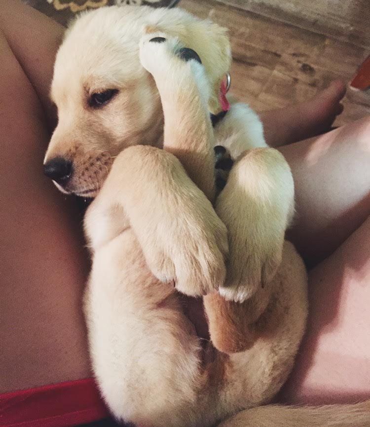 babyanimalgifs:  I love him.