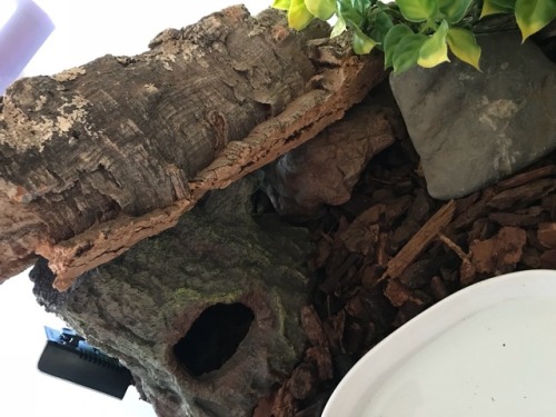 Ophelia’s upgraded enclosure, can you spot her??