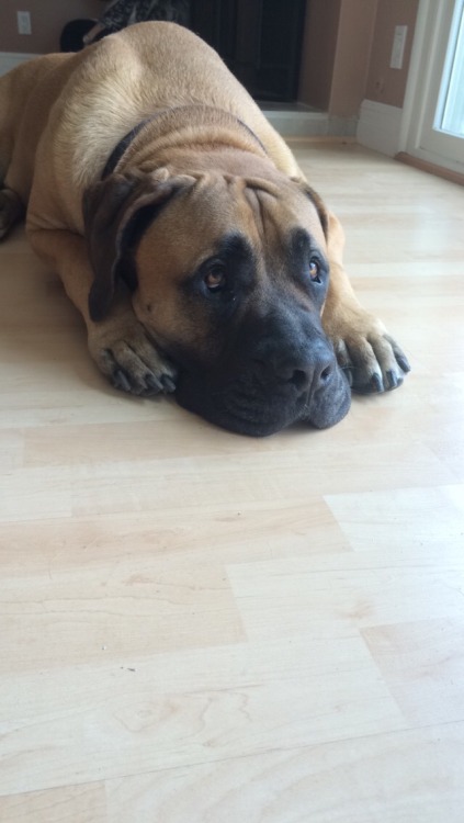 actualdogvines:  This is Rocky my South African mastiff. He may look scary and people are afraid of him but he’s always down to cuddle and get a belly rub!! You just have to show him the love he deserves (submitted by darkcalifornia)