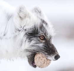 magicalnaturetour:  An Arctic fox on Wrangel Island, Russia gently carries a goose egg, a precious source of food for a nearby litter of pups. This image was selected out of more than 20,000 photo entries from nature photographers in 50 countries and