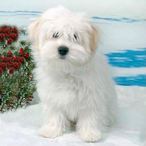 Beautiful Coton de Tulear Dog