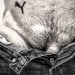 ptipuma:Photo Patrice b François &copy; PbFj