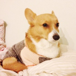 chubbythecorgi:  Lil grumpers