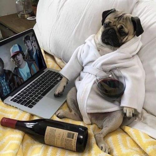 brookbooh:I love pugsMiniature Mastiff