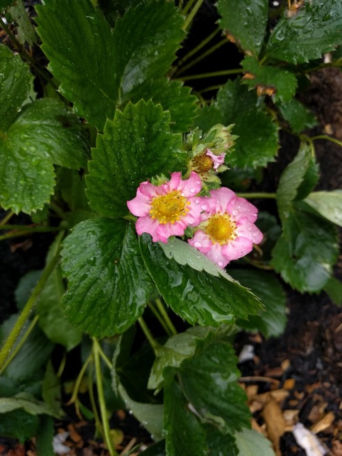 ratfarm:More scenes from the Big Garden. I planted a new strawberry last summer, I’m very particular