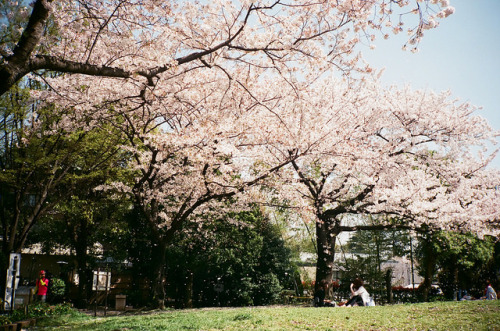 ileftmyheartintokyo: Flower shower by _pinko_ on Flickr.