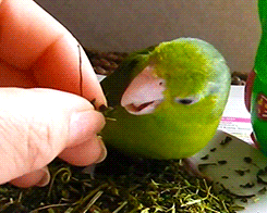Tootricky:  Parrotlet Enjoys Some Herbs (Source)