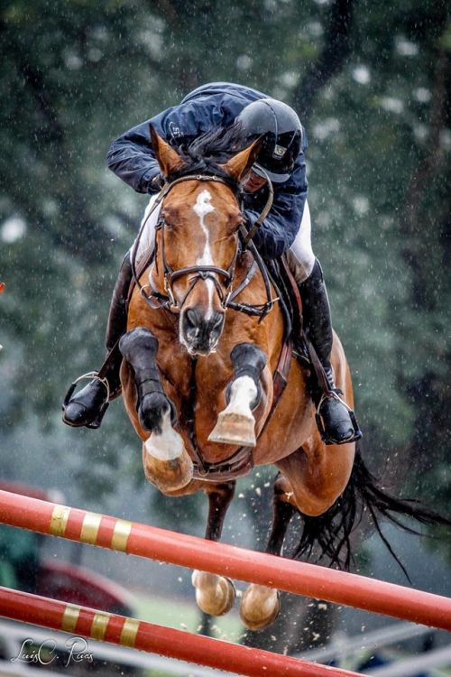 two-strides-out: average-equestrian:  silmarienashmore:  Rain can’t stop us! :D  Love this photo!  W