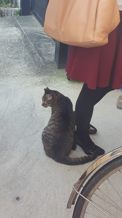 sanwichsays: sanwichsays: This stray cat’s name is Babyちゃん. @mostlycatsmostly