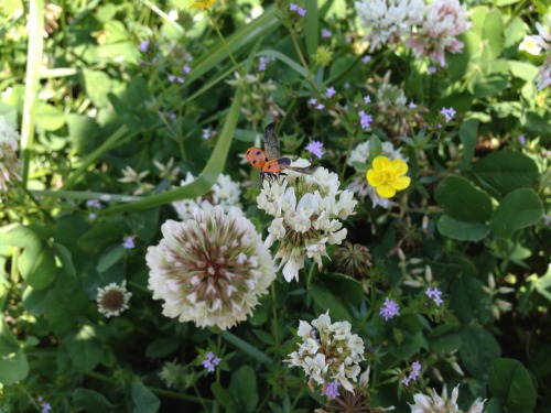 third-eyes:tree-whispering:this ladybug made me SO HAPPY✧