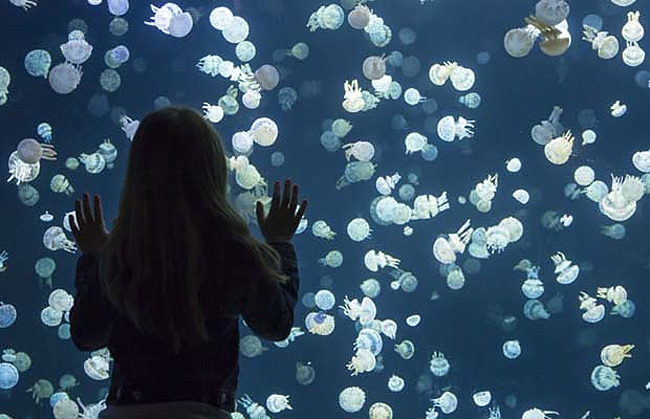 pearlsgay:  culturenlifestyle:Stunning Images Of Jellyfish At The Vancouver Aquarium 