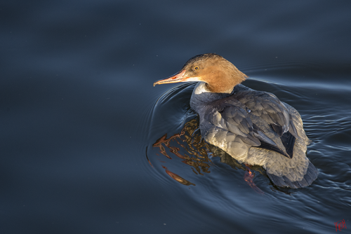 Goosander!