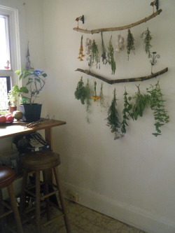 Tulullabelle: My New Drying Set Up! Slowly Harvesting The Herb Garden   Love Love