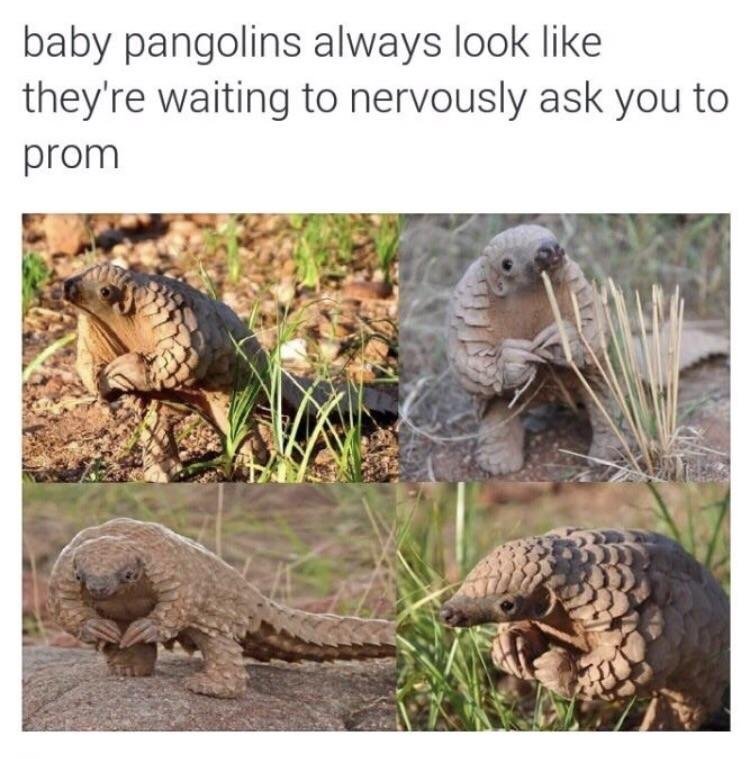I Prefer The wild things