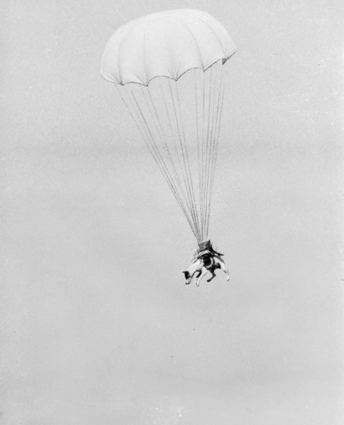 Salvo the“Paradog” completes a parachute jump during training in WW2.Dogs weredropped with D-Day tro