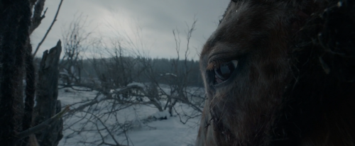 brand-upon-the-brain:  The Revenant (Alejandro González Iñárritu, 2015)