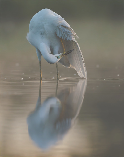 Great Egret (Ardea alba) >>by Pascal de Munck