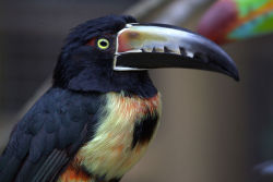 cool-critters:  Collared aracari (Pteroglossus torquatus) The collared aracari is a toucan, a near-passerine bird. It breeds from southern Mexico to Panama; also Ecuador, Colombia, Venezuela and Costa Rica. Like other toucans, the collared aracari is