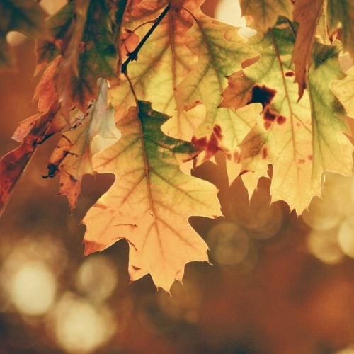 sensational-autumn:sophisticated fall mood board // photos found on unsplash