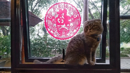 aliciaysl:This cat gets an entire post because it’s too darn cute