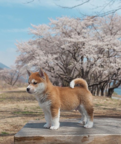 atraversso: Puppy - Hello_shiba