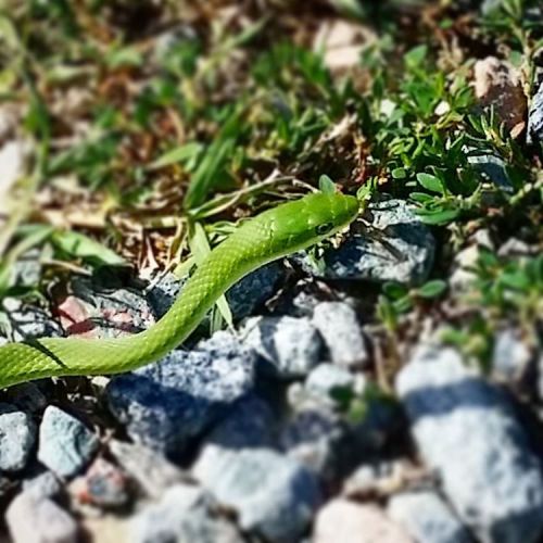 XXX #cute #greensnake #parkadventures #snakeypoo photo