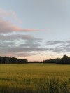 saaraahka:The nice part of summer days <3found no aliens in the crop fields :(