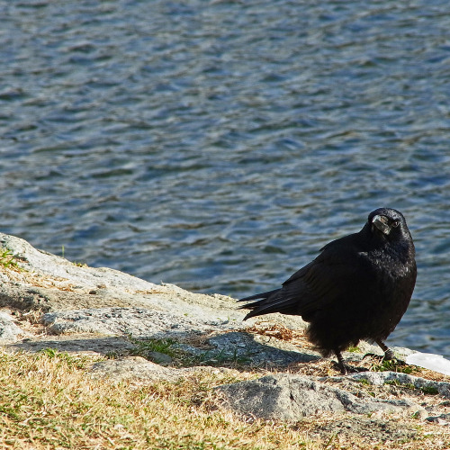 kinkurohajiro:2 dec. 2014(火) crows @ Kamogawa , Kyoto.  1&2,9&10; Carrion Crow adults 3&4; Jungle Crows, 5-8; young Carrion Crows.