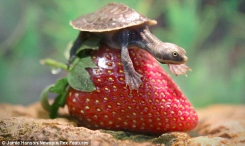 octemberfirst:  abqandnotu:  merosse:  TINY TURTLE INVESTIGATORS: THE CASE OF THE LARGE STRAWBERRY  GOOD MORNING EVERYONE  “HAVE YOU TRIED BALANCING ON IT”“YES OF COURSE I TRIED BALANCING ON IT JENKINS THIS IS NOT MY FIRST DAY AS A TINY TURTLE