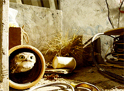 whiny-sugar-glider:  BBC - Hidden Kingdoms 