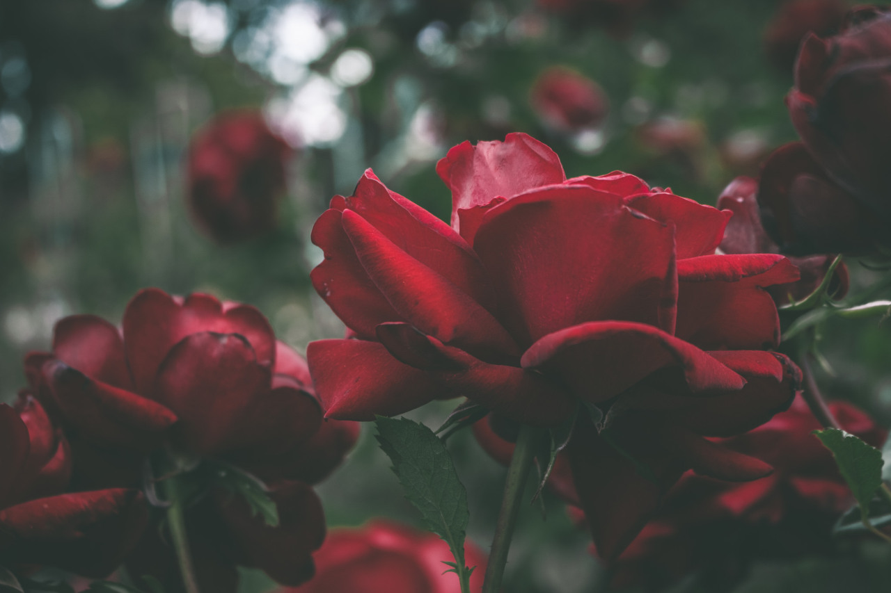 hannahkemp: Roses//Oregon June 2016