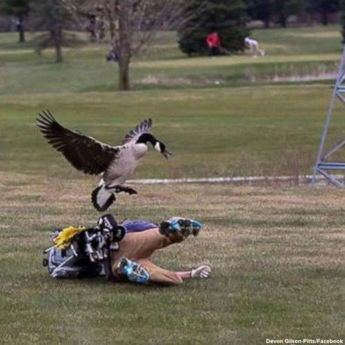 Meanwhile in Michigan….  *No geese or high school students were harmed in the making of these photos.