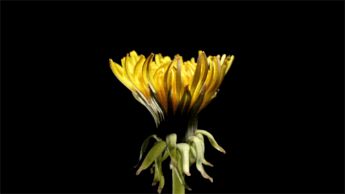 stardusted:the beauty of nature: the lifecycle of a dandelion (timelapse)
