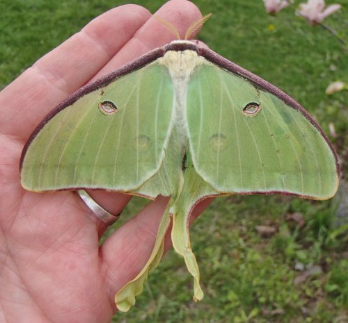 britsnana2: 4/13/2015Family Saturniidae (Giant Silkworm and Royal Moths)- Actias luna- (Luna Moth - 