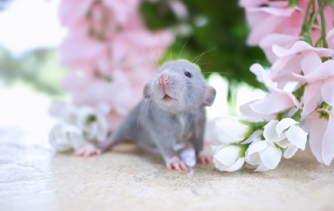 lilsqueakers:The baby radiates confusion 