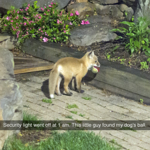Here’s a video of the fox cub playing with the ball (photo by scaredoftheman)