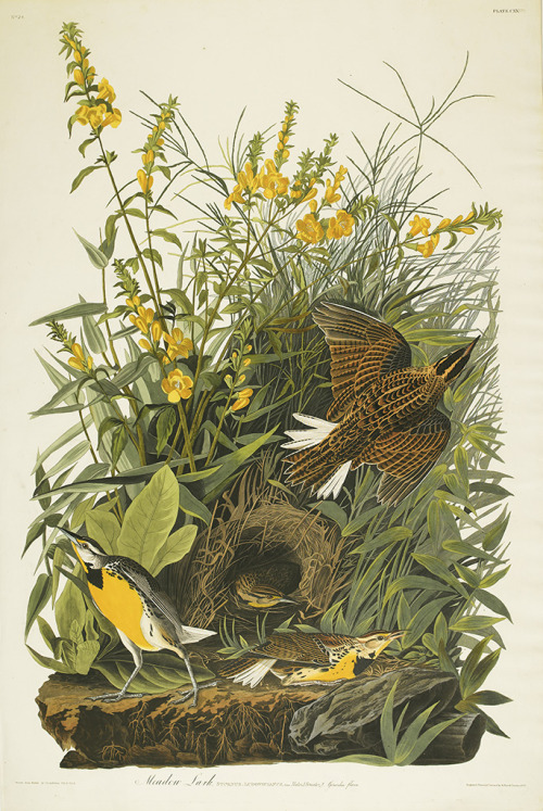 swanngalleries:  John James Audubon, Meadow Lark. Plate CXXXVI., hand-colored engraved and aquatint plate, 1832. From Maps & Atlases, Natural History & Color Plate Books auction coming up on June 3rd. 
