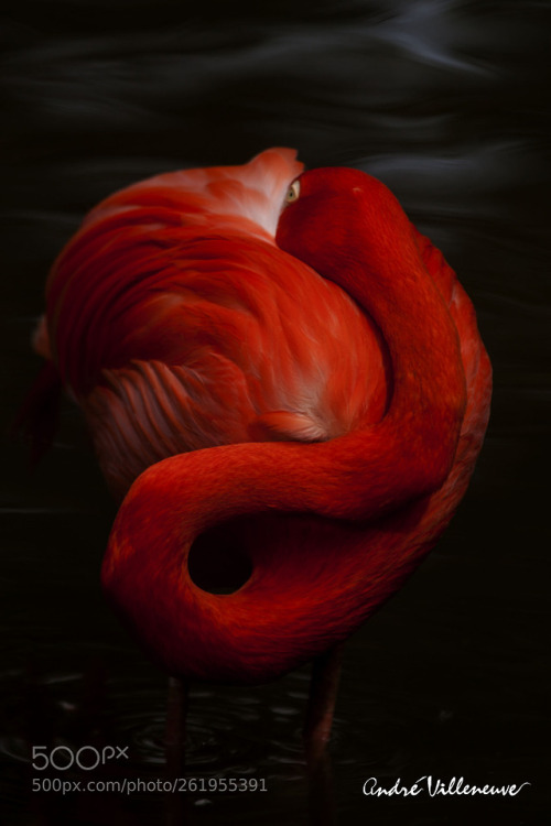 Un flamand coloré by Andre_Villeneuve