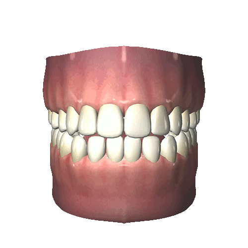 acidyazz — 3D teeth gif
