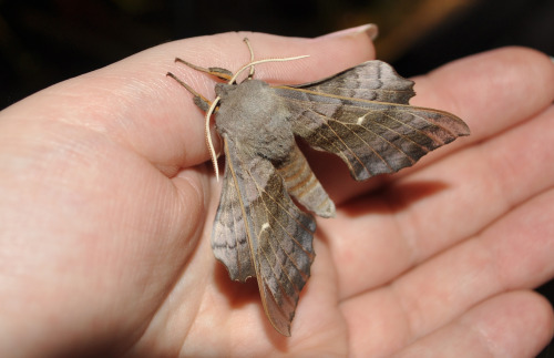 speikobrarote:Had a late night early morning visitor.Pappelschwärmer - Laothoe populi