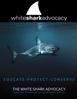 magnificogreatwhites:  whitesharkig:  *The White Shark Interest Group is now the “White Shark Advocacy”* ..but we still have the same stunning poster girl! Image by the founder of the White Shark Interest Group; Dirk Schmidt DSP Images &copy;  I recommend