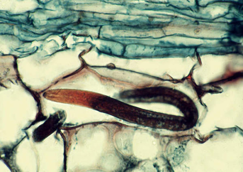 SOIL MICROANIMALS - Nematodes“Nematodes - commonly called threadworms or eelworms - are found in alm