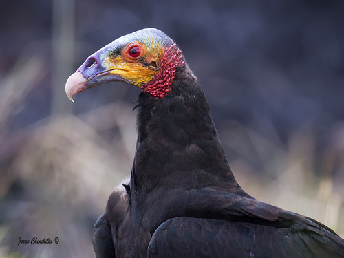 dezzoi:  Turkey Vulture Black Vulture King Vulture Greater and Lesser Yellow Headed