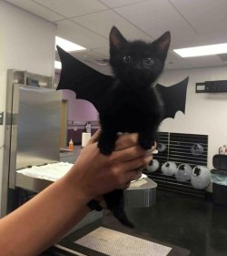 cute-overload:  Bat-cathttp://cute-overload.tumblr.com source: http://imgur.com/r/aww/J6MH9kV