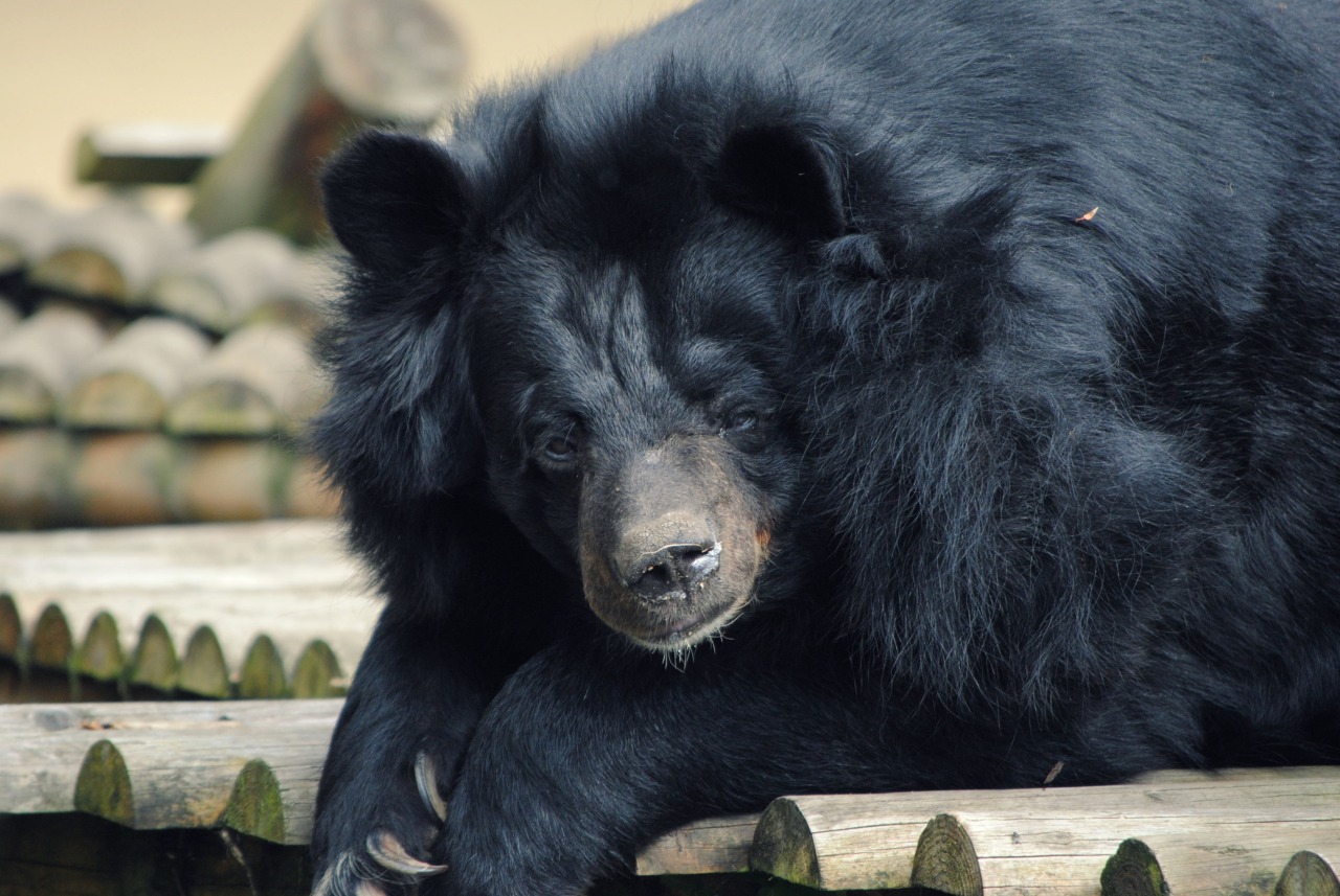 fuck-yeah-bears:  Dudley Zoological Gardens #42 by DreamersArcadi