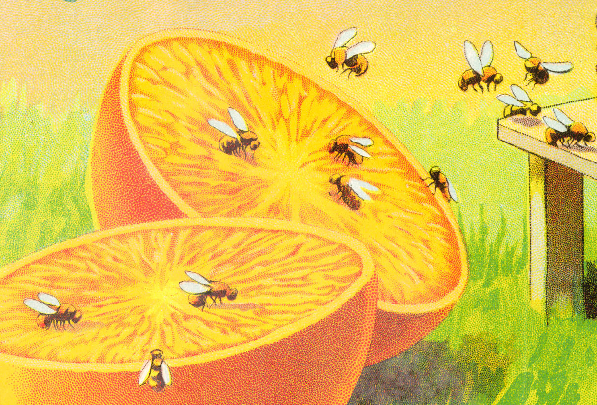 nemfrog:  A sliced orange attracts some bees. The Honey Navel. Orange Box label.