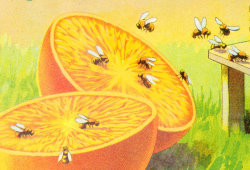 nemfrog:  A sliced orange attracts some bees.